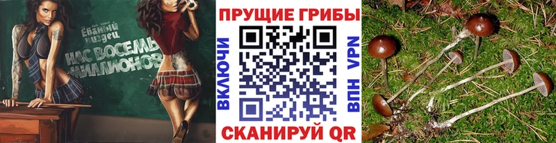 Галлюциногенные грибы Cubensis  как найти закладки  Петропавловск-Камчатский 