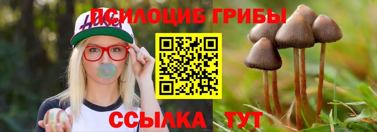 Петропавловск-Камчатский  Псилоцибиновые грибы GOLDEN TEACHER  Вход с VPN  купить  сайты  Псилоцибиновые грибы Psilocybine cubensis 